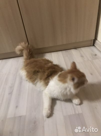 Персидская