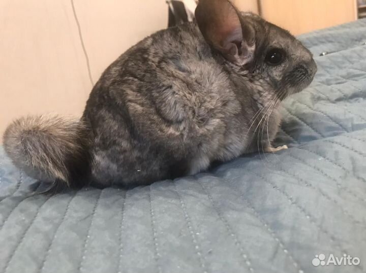 Шиншилла с клеткой