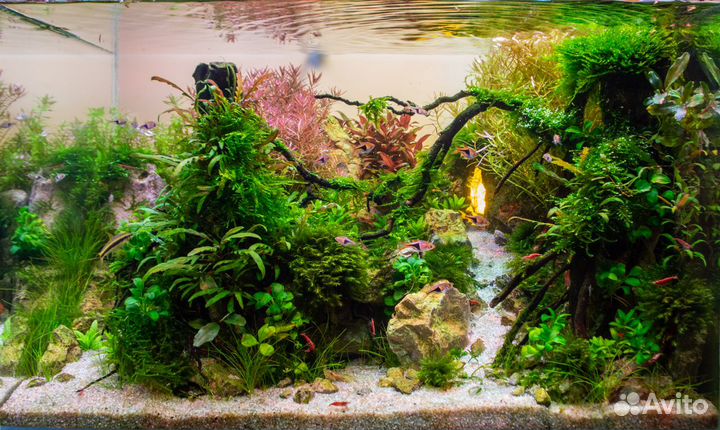 Запуск и обслуживание растительных аквариумов