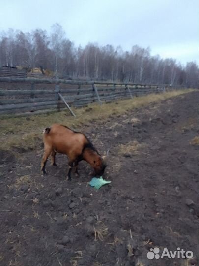 Чешский козел