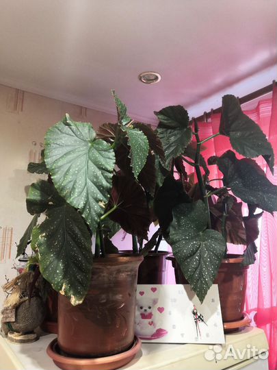 Бегония декоративно лиственная