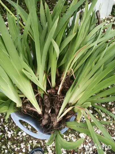 Ирисы бородатые Вабаш 10шт, пионы розовые