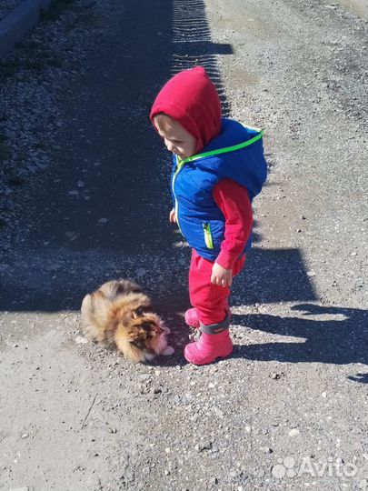 Требуются услуги няни на летний период