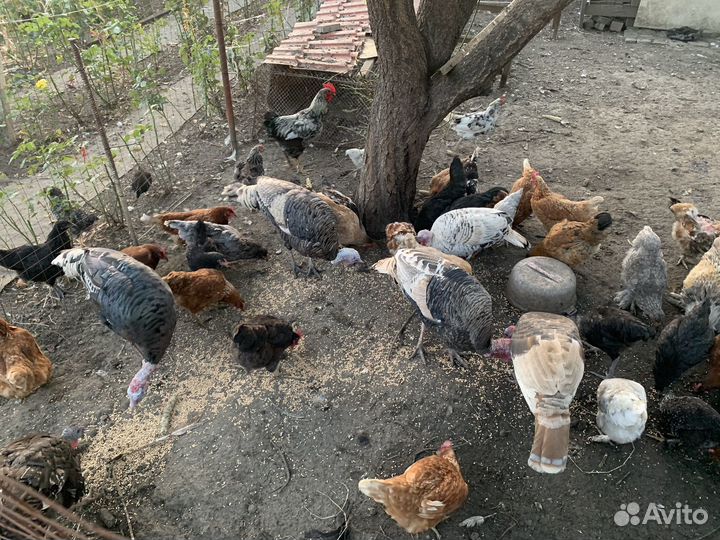 Куры Индюки