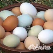 Инкубационные яйца кур, гусей, цыплята, гусята