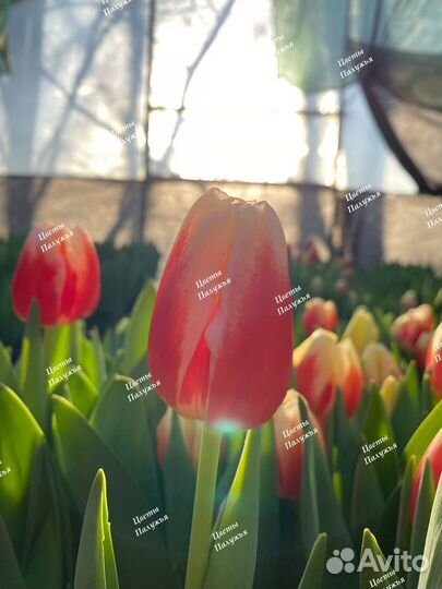 Тюльпаны к 8 марта оптом