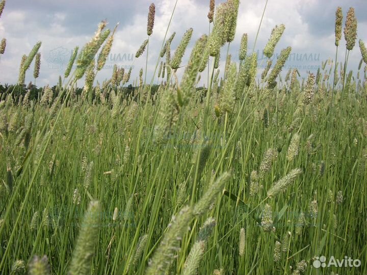 Семена Тимофеевки луговой