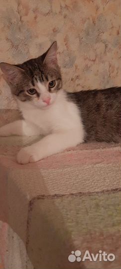 Котик в добрые руки