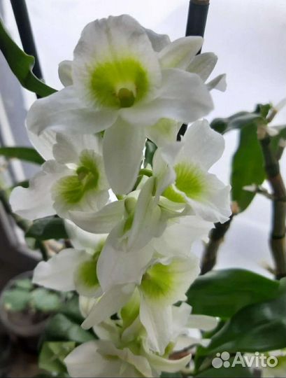 Орхидея миди