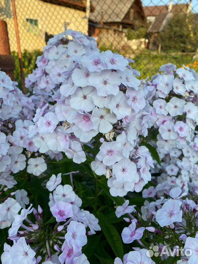 Флокс метельчатый