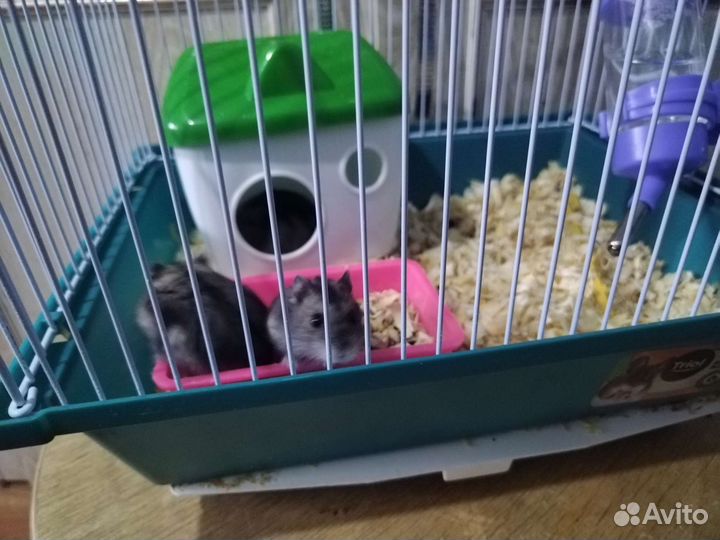 Хомяк с клеткой