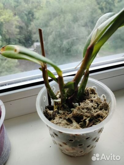 Каттлея взрослая