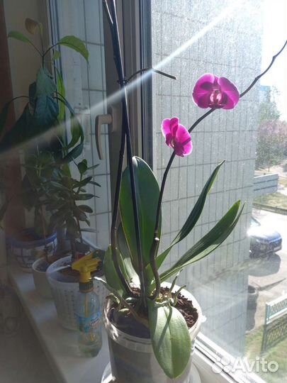 Орхидея фаленопсис. Красный цветок