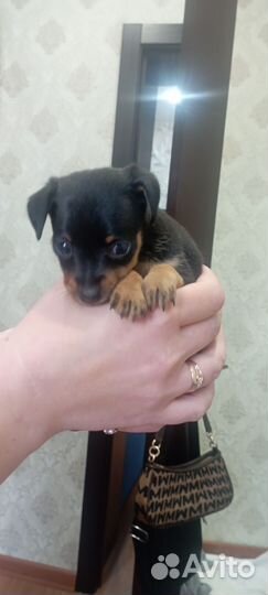 Щенки русский той-терьер