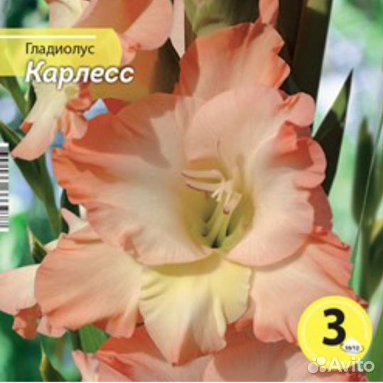 Гладиолус Карлесс