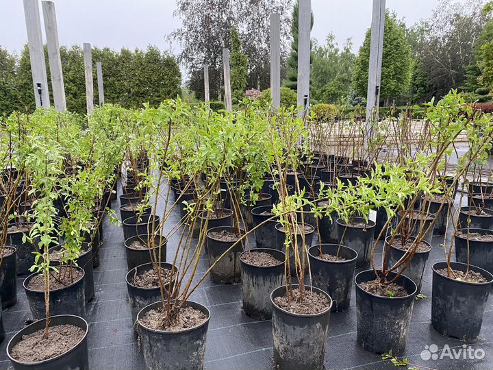 Бирючина кизильник пузыреплодник