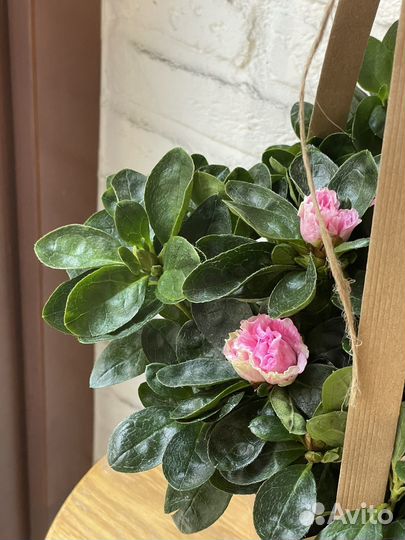 Розовая азалия в сумочке - горшечное растение