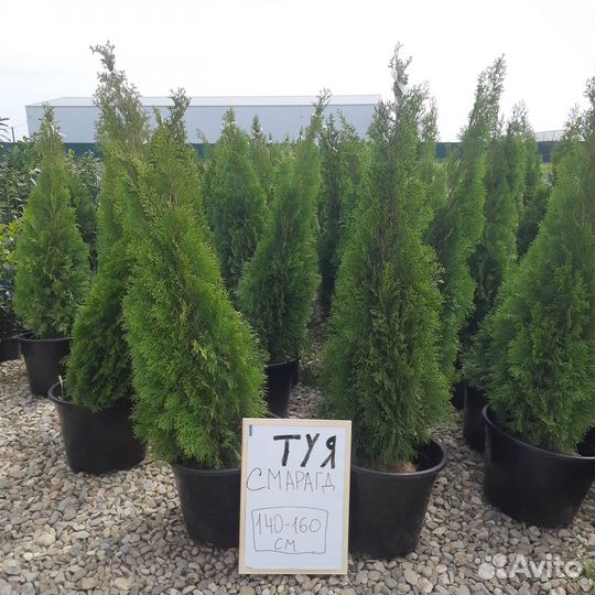 Туя Смарагд оптом
