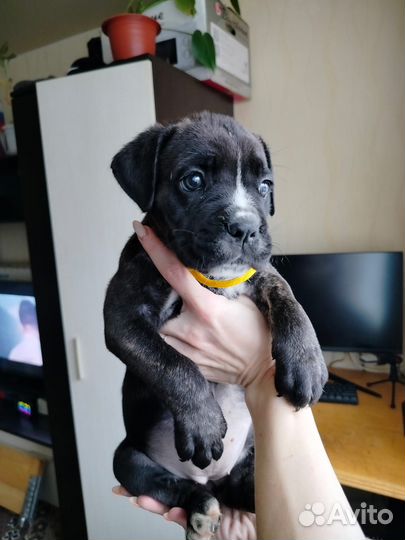 Собаки щенки кане корсо