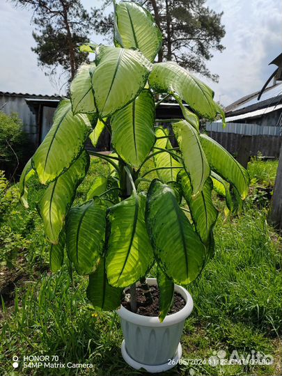 Диффенбахия. Самовывоз