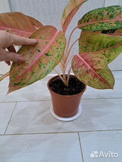 Аглаонема (взрослый цветок и детки)