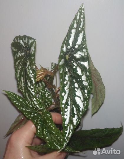 Спатифилум джемени