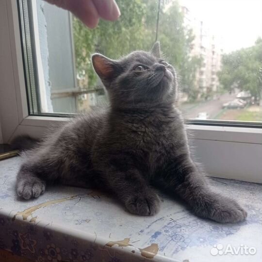 Британская кошка в дар