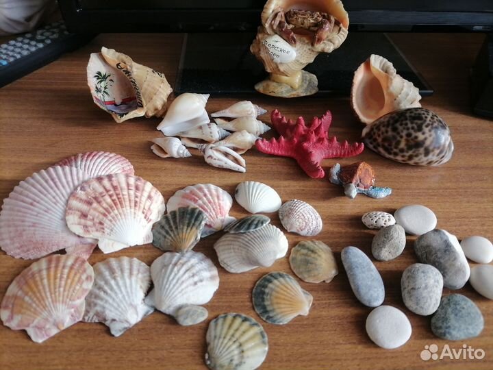 Морские ракушки раковины