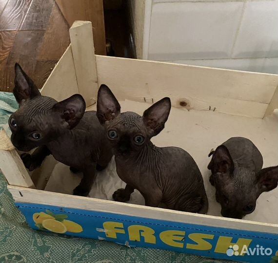 Канадский сфинкс