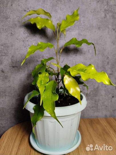 Фикус бенджамина