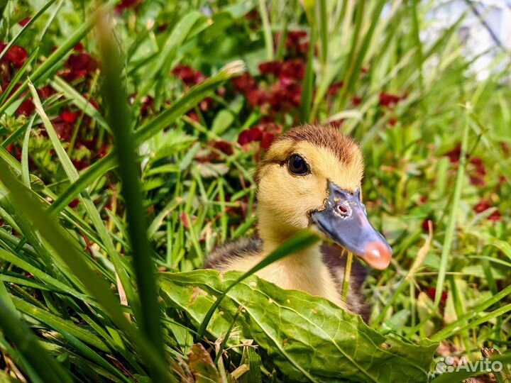 Индоутки взрослые, маленьких пока нет