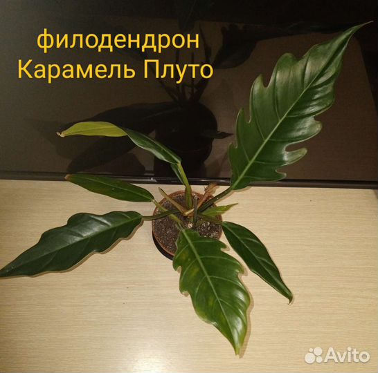 Антуриум Хрустальный, филодендроны, сингониумы