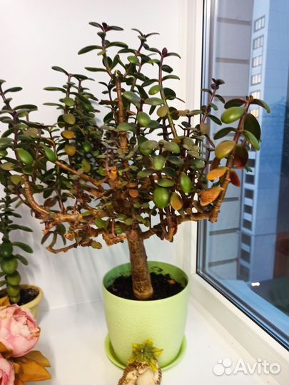 Комнатные цветы