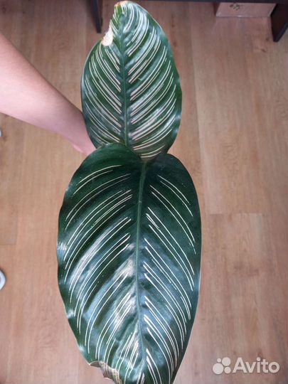 Калатея Орната