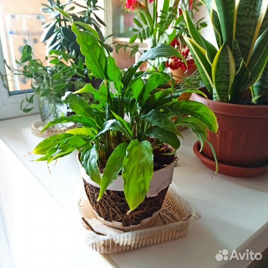 Спатифиллум