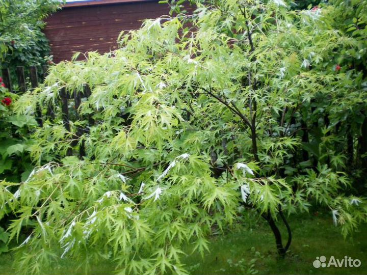 Клён канадский (сахарный)