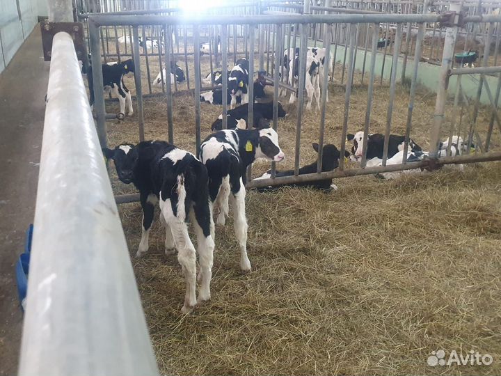 Бычки мясного направление Бесплатная доставка