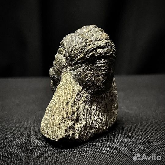 Трилобит окаменелость ископаемый палеонтология