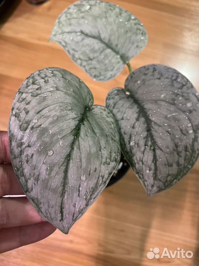 Сциндапсус сильвер клауд