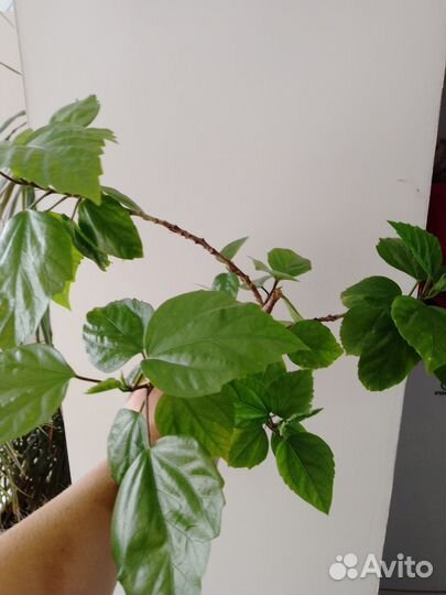 Гибискус, калатея Лубберса