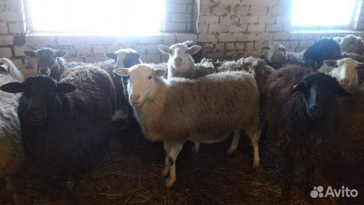 Овцы, ярки, овцематки, бараны