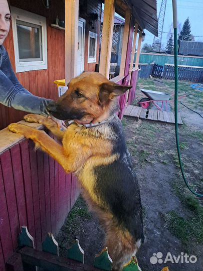 Немецкая овчарка