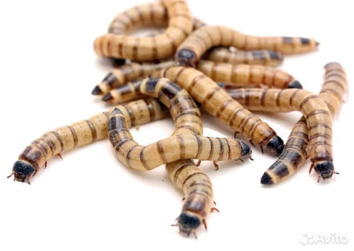 Кормовые насекомые для рептилий и стрижей