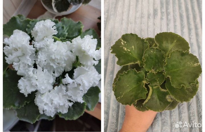 Фиалки сортовые белоцветковые