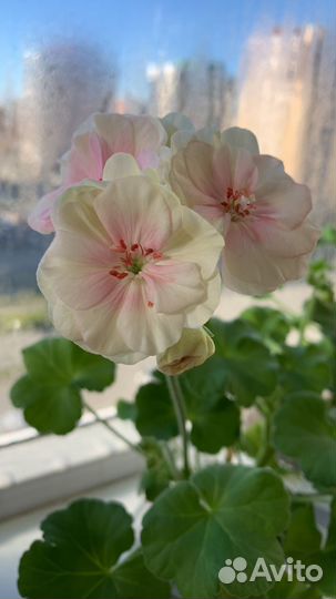 Пеларгония герань сортовая