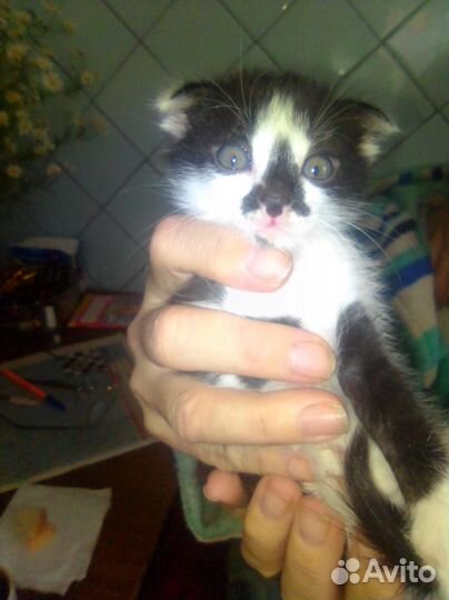 Котята вислоушки