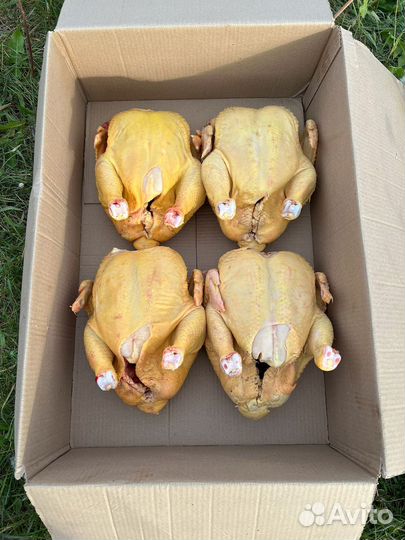 Бройлер домашний