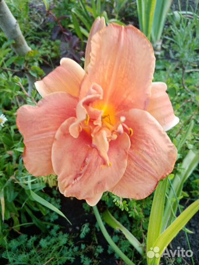 Лилейники сортовые