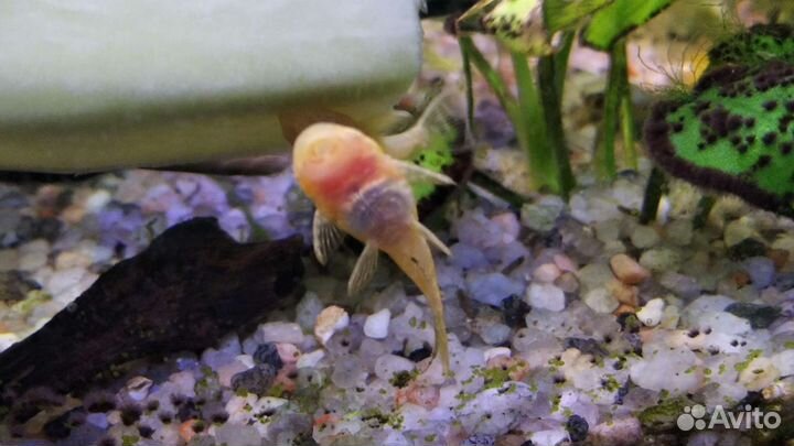 Анциструс золотой