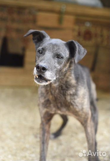 Буча ждет свою семью в приюте